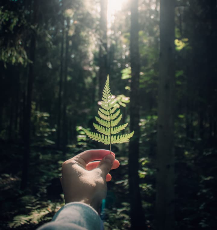 Nature